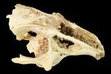 Fossil Pika (Prolagus) Partial Skull - France #155959-3